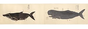 Manuscript scroll on paper entitled "Kujirakata shosha zue" ["Genuine copied illustrations of the...