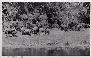 East Africa Uganda Elephants Kenya Vintage Congo Real Photo Postcard