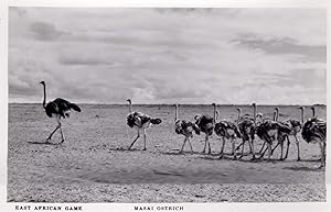 Masai Ostrich East African Nairobi Uganda Real Photo Old Postcard