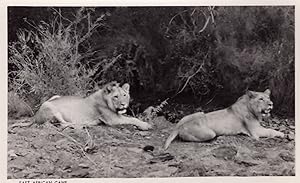 East Africa Kenya Game Lion Tiger Real Photo Nairobi Postcard