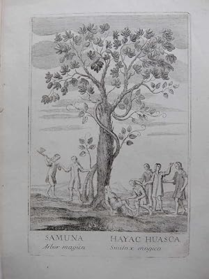 Samuna Arbor magica Hayac Huasca Smilax magica; Ayahuasca