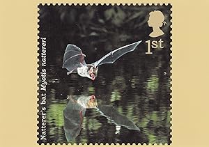 Natterers Bat Postcard