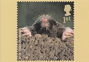 Talpa European Mole Postcard