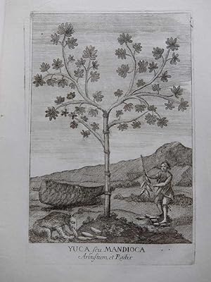 Yuca, seu Mandioca Arbustum, et Radix; Cassava