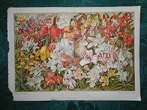 The Boy's Own Orchid House - Double Page Chromolithographic ORIGINAL Print from ' the Boys Own Pa...