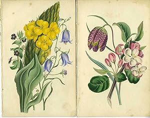 Our Wild Flowers - 6 hand colored engravings