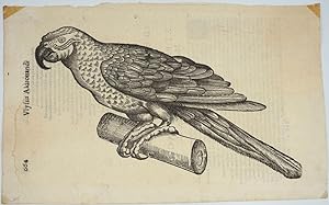 Parrot, Italian Renaissance woodblock print