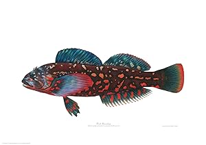 Rock Greenling