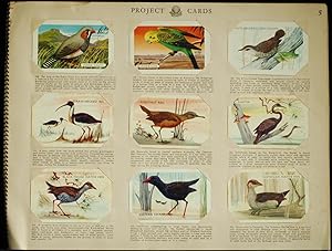 Shell Project Card Album Birds