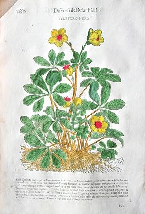 Antique Woodcut Engravings: Botany- Elleboro Nero and Elleboro Bianco