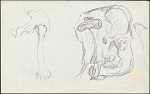 Elephant Bones And Skull
