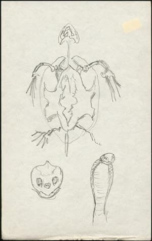 Reptile Sketches