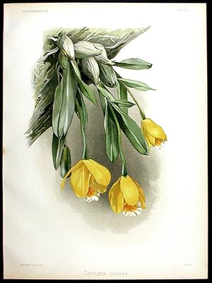Cattleya Citrina [Yellow Serpent]
