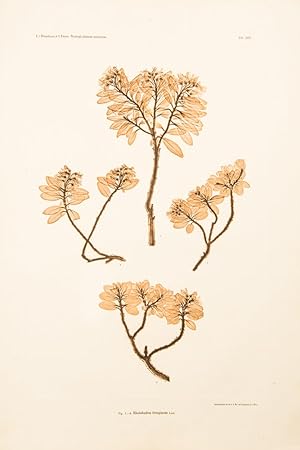 Rhododendron ferrugineum