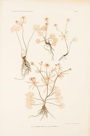 Ranunculus montanus; R. auricomus