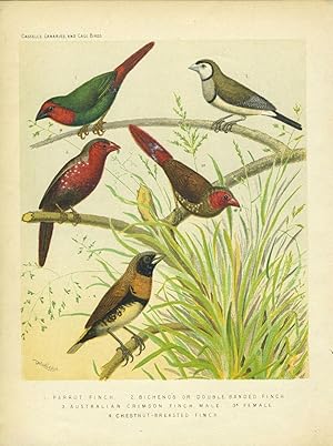 Parrot Finch, Double Banded Finch, Australian Crimson Finch, Chestut-breasted Finch