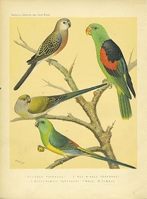 Bourke's Parrakeet, Red-winged Parrakeet, Blood rumped Parrakeet. Chromolithograph