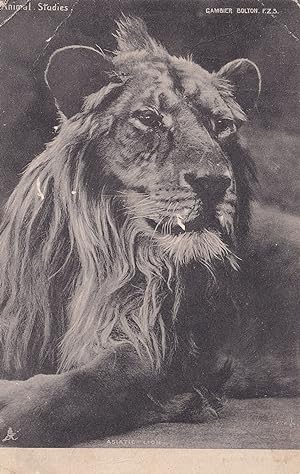 Animal Studies Asiatic Lion Big Cat Old Postcard
