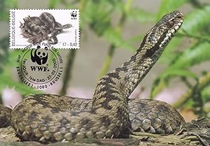 Common Viper Snake Belgium Reptile WWF First Day Cover Stamp Postcard