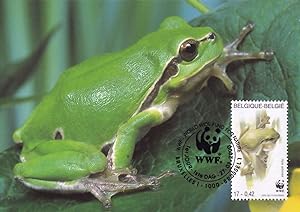 European Tree Frog Belgium Belgie Reptile WWF Stamp FDC Postcard