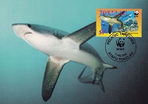 Pelagic Thrasher Shark New Zealand Tokelau Rare FDC Stamp Postcard