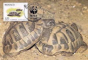 Hermanns Tortoise s Courting Mating in France Monaco WWF Stamp FDC Postcard