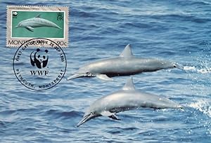Spinner Spanish Spain Dolphin Montserrat WWF FDC Stamp Rare Postcard