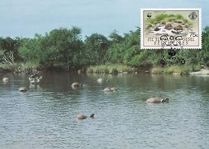 Aldabra Giant Tortoise Seychelles WWF Stamp FDC First Day Cover Postcard