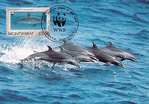 Atlantic Spotted Spanish Dolphin Montserrat WWF FDC Stamp Rare Postcard