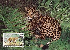 Belize Jaguar Rare WWF Stamp First Day Cover Postcard