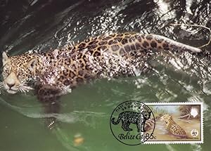 Belize Jaguar Swimming WWF Stamp First Day Cover Postcard
