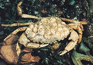 Common Hermit Crab Seashore Sealife Rare Postcard