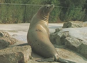 Seal Sealife at Chessington Zoo Surrey 1980s Postcard