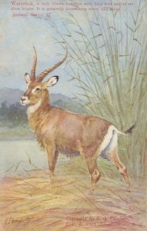 Waterbok Antelope Animal South African WW1 Postcard