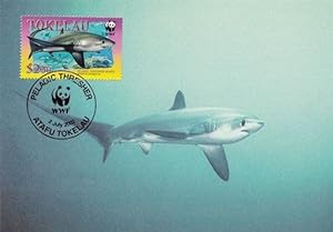Pelagic Thrasher Shark New Zealand Tokelau Ltd Edn FDC Stamp Postcard