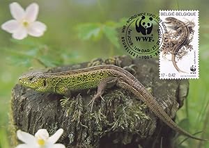 Sand Lizard Zauneidesche Belgium Belgie Reptile WWF Stamp FDC Postcard