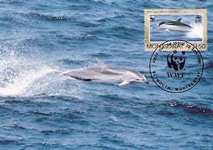 Striped Spanish Dolphin Montserrat WWF FDC Stamp Rare Postcard