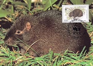 Jamaican Hutia Rat Rodent WWF Stamp First Day Cover Postcard