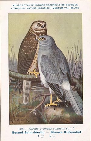 Hen Harrier Circus Cyaneus WW2 Vintage Rare Bird Postcard