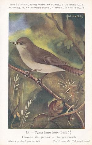 Garden Warbler Sylvia Borin Bird WW2 Rare Postcard