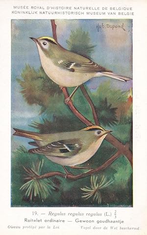 Wren Common Wrens Roitelet Ordinaire Rare WW2 Bird Postcard