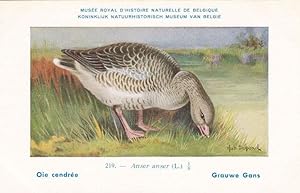 Greylag Goose Anser Anser Bird Antique Rare Postcard