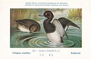 Tufted Duck Aythya Fuligula WW2 Bird Rare Postcard