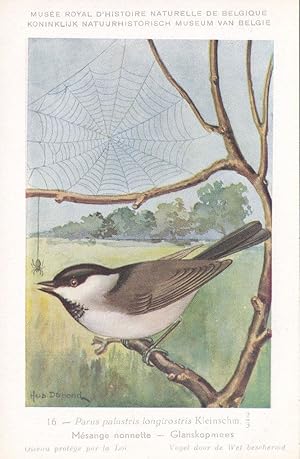 Marsh Tit Parus Palustris Rare WW2 Bird Postcard