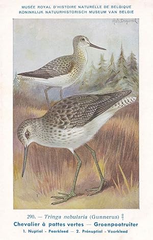 Common Greenshank Tringa Nebularia Bird Antique Rare Postcard