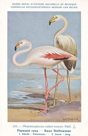 American Flamingo Phoenicopterus Ruber WW2 Rare Bird Postcard