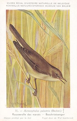 The Marsh Warbler Acrocephalus Palustris Vintage WW2 Bird Rare Postcard