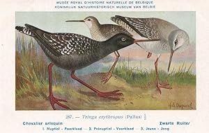 Spotted Redshank Tringa Erythropus Bird Antique Rare Postcard