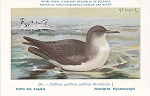 Manx Shearwater Puffinus Puffinus WW2 Bird Vintage Rare Postcard