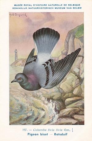 Rock Dove Colomba Livia WW2 Bird Vintage Rare Postcard